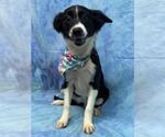 Small #1 Australian Shepherd-Miniature Pinscher Mix