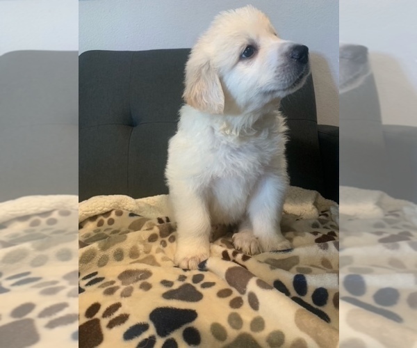 Medium Photo #1 Great Pyrenees Puppy For Sale in DISCOVERY BAY, CA, USA