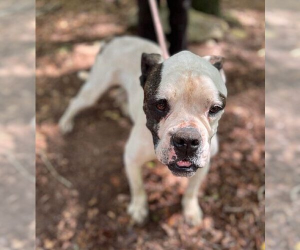 Medium Photo #8 American Bulldog-Unknown Mix Puppy For Sale in New York, NY, USA