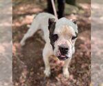 Small #7 American Bulldog Mix