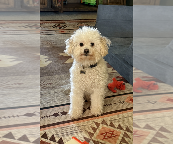 Medium Photo #1 Poodle (Miniature) Puppy For Sale in McKinney, TX, USA