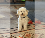 Small Poodle (Miniature)