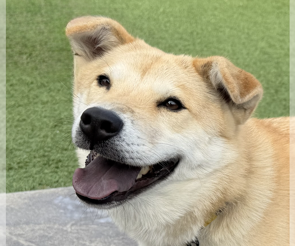 Medium Photo #1 Shiba Inu-Unknown Mix Puppy For Sale in San Ramon, CA, USA