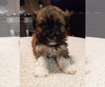Puppy Barkley Havashu