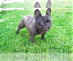 Small Photo #2 French Bulldog Puppy For Sale in EAST ORANGE, NJ, USA
