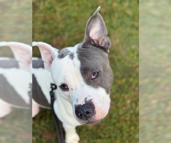 Medium Photo #1 American Staffordshire Terrier Puppy For Sale in Tallahassee, FL, USA