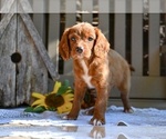 Small #1 Cavapoo