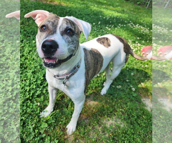 Medium Photo #1 American Pit Bull Terrier-Unknown Mix Puppy For Sale in Clarkston, MI, USA