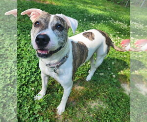 American Pit Bull Terrier-Unknown Mix Dogs for adoption in Clarkston, MI, USA