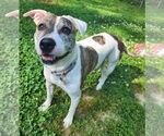 Small American Pit Bull Terrier Mix