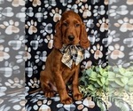 Small Photo #3 Irish Setter Puppy For Sale in QUARRYVILLE, PA, USA