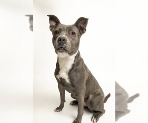 Abby - Female Mutt Dog for Adoption - Photo #2