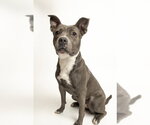Small Photo #2 Mutt Puppy For Sale in Rowlett, TX, USA