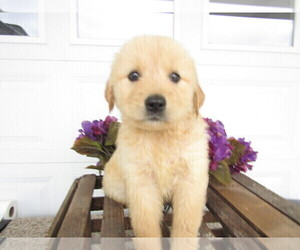 Golden Retriever Puppy for sale in BATTLE CREEK, MI, USA