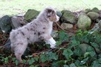 Small #11 Miniature Australian Shepherd