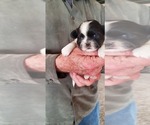 Small Photo #4 Shih Tzu Puppy For Sale in FORT MORGAN, CO, USA