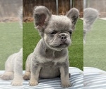 Small #4 French Bulldog