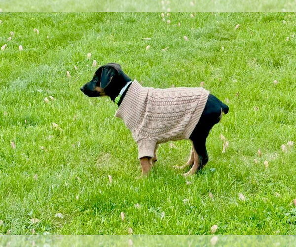 Medium Photo #3 Doberman Pinscher-Unknown Mix Puppy For Sale in Buffalo, MN, USA