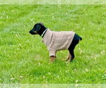Small #2 Doberman Pinscher Mix