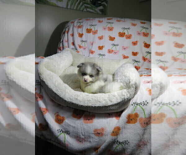 Medium Photo #3 Pomeranian Puppy For Sale in COOKEVILLE, TN, USA