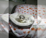 Small #2 Pomeranian