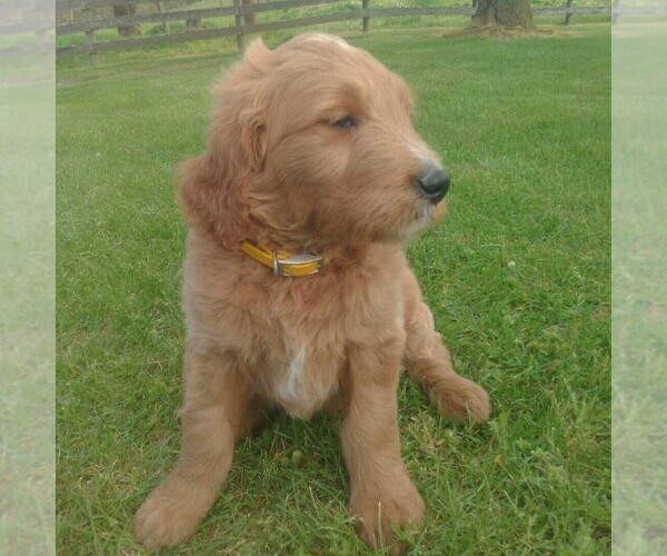 Medium Photo #2 Goldendoodle Puppy For Sale in GREENCASTLE, PA, USA