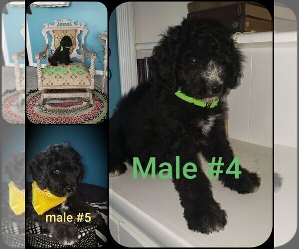 Medium Photo #12 Labradoodle Puppy For Sale in OTTAWA, OH, USA