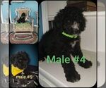 Small Photo #12 Labradoodle Puppy For Sale in OTTAWA, OH, USA