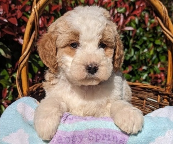 Medium Photo #1 Goldendoodle (Miniature) Puppy For Sale in PLACERVILLE, CA, USA