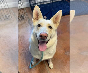 German Shepherd Dog-Unknown Mix Dogs for adoption in Bolivar, MO, USA