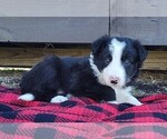 Small Photo #269 Border Collie Puppy For Sale in NORBORNE, MO, USA
