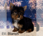 Small Photo #3 Yorkshire Terrier Puppy For Sale in AZLE, TX, USA