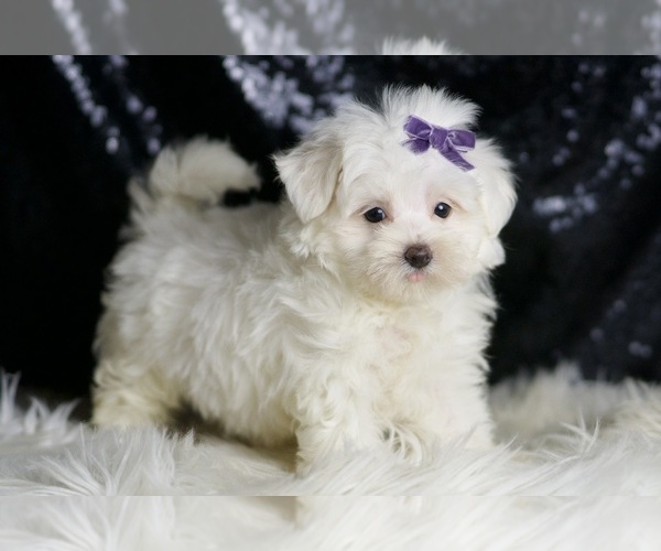 Medium Photo #4 Maltese Puppy For Sale in WARSAW, IN, USA