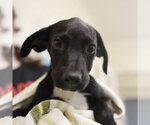 Small Plott Hound Mix