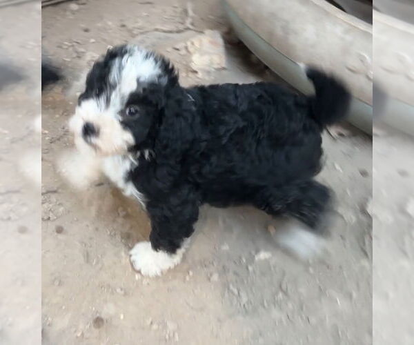Medium Photo #1 Miniature Bernedoodle Puppy For Sale in Harrison, AR, USA