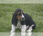 Puppy CARA Basset Hound