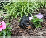 Small #3 Dachshund