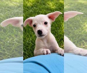 Lyra - special girl - Female Labrador Retriever-Unknown Mix Dog for Adoption - Photo #17