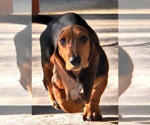 Basset Hound Dogs for adoption in Deepwater, NJ, USA