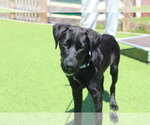 Small #4 Labrador Retriever Mix