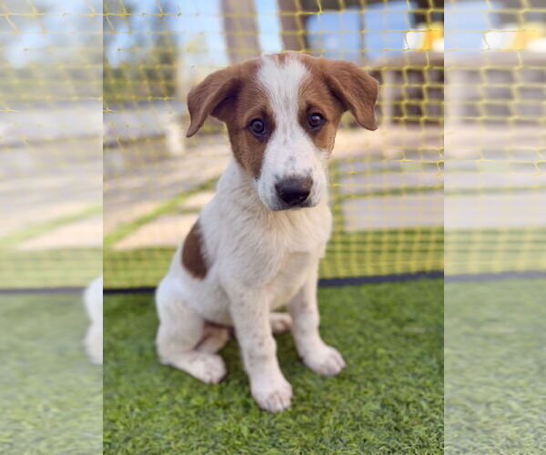 Medium Photo #1 Labrador Retriever Puppy For Sale in Menifee, CA, USA