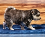 Small #8 Pomsky