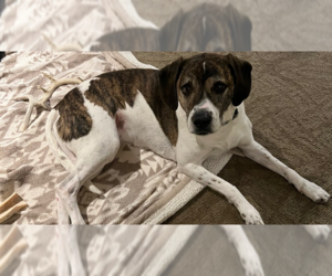 Beagle-Unknown Mix Dogs for adoption in Springdale, PA, USA