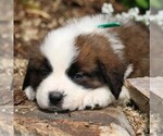 Small Photo #4 Saint Bernard Puppy For Sale in NEW HOLLAND, PA, USA