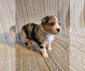 Australian Shepherd Puppy for sale in SAINT JOHNS, MI, USA