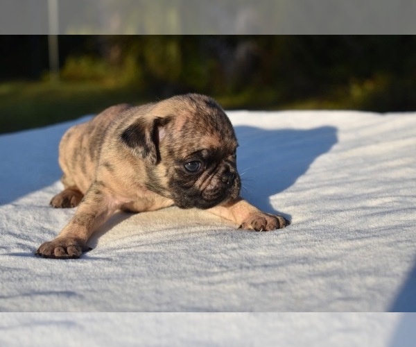 Medium Photo #3 Pug Puppy For Sale in PALM COAST, FL, USA