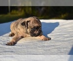 Small #2 Pug
