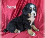 Puppy Remi Bernese Mountain Dog