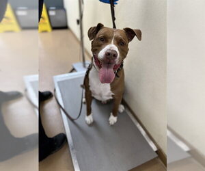 Mutt Dogs for adoption in Chula Vista, CA, USA