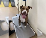 PEANUT - Male Mutt Dog for Adoption - Small photo